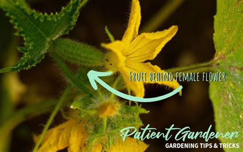 Male And Female Cucumber Flowers And How To Tell The Difference Patient Gardener