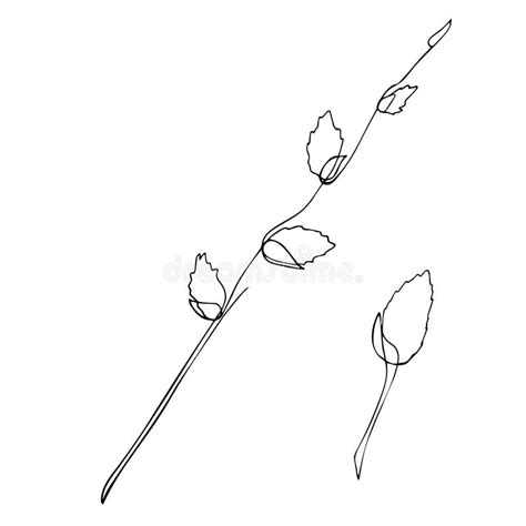 Pussy Willow Branch Silhouette Stock Illustrations Pussy Willow Branch Silhouette Stock