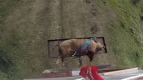 Swamp Buggy Wild Hog Hunt In Okeechobee Florida Youtube