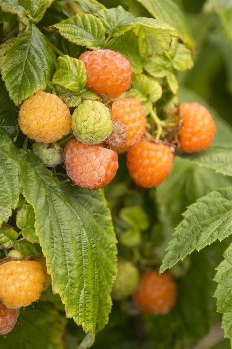 Жёлтая малина — сорта, выращивание и уход | Fall garden vegetables ...