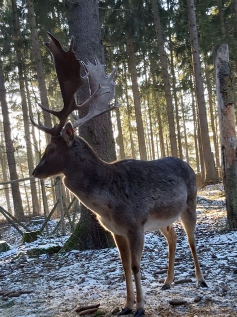 Damwild Wildgehege Messstetten