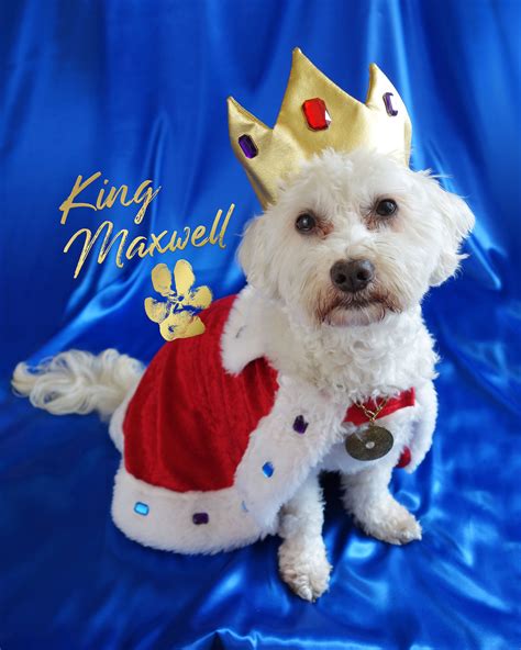 King Max - Jill Spears