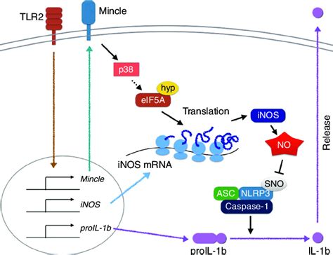 model explaining mincle mediated translational regulation  nitric