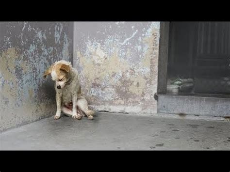 Собака сидела, забившись в угол, она просто хотела, чтобы её погладили ...