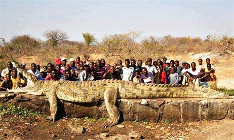 The Biggest Crocodile On Earth - The Earth Images Revimage.Org
