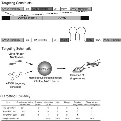 Aavs1 Safe Harbor Gene Targeting A Schematics Of The Constructs Used