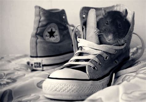 Cutest Rat You've Ever Seen (32 pics) - Izismile.com