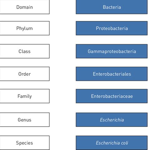 Bacterial Taxonomy Chart | Kemele