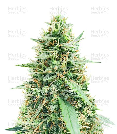 Buy White Widow Automatic Feminized Seeds By Royal Queen Seeds