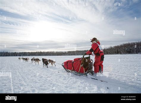 Iditarod Sled Hi Res Stock Photography And Images Alamy