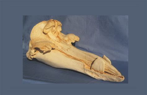 Hubbs Beaked Whale Skull SkeletonsAndSkullsSuperstore