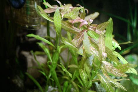 Hygrophila Polysperma Indischer Wasserfreund