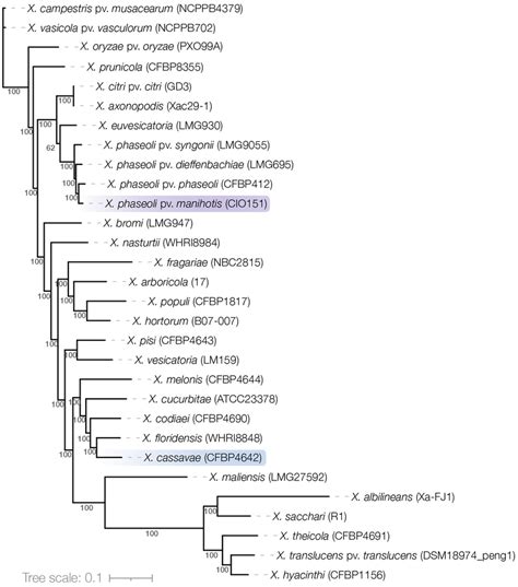 Taxonomic Position Of Xanthomonas Phaseoli Pv Manihotis Xpm And