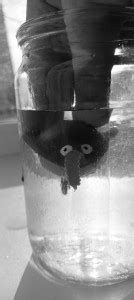 create meme water filter pictures meme arsenalcom