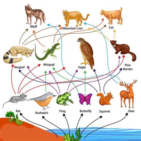 Pin On Food Webs Nbkomputer