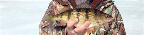 Jumbo Perch Fishing On Lake Gogebic In Michigan S Upper Peninsula The