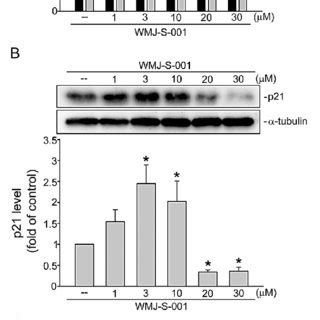 Wmj S Inhibited Vegf A Induced Cell Proliferation Invasion And