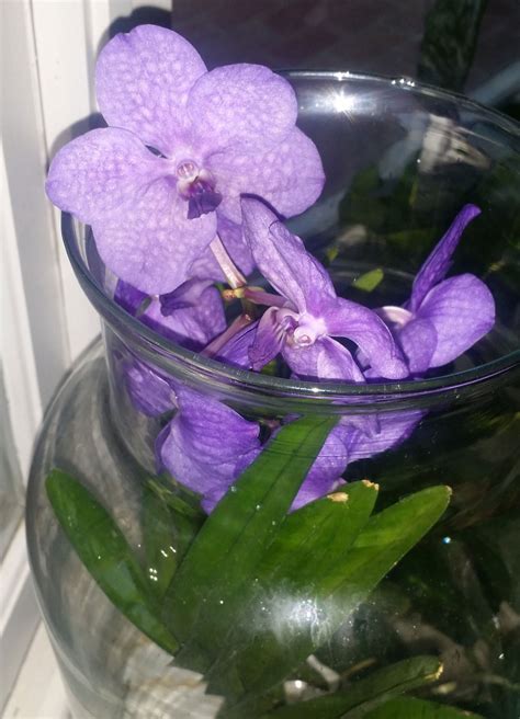 The Blue Vanda Orchid - Simply Beautiful!