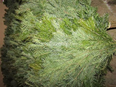 Веник пихтовый оптом от производителя - у нас покупают мастера пара ...