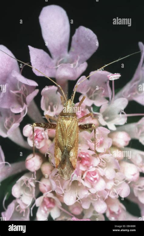 Phytocoris Ulmi Hi Res Stock Photography And Images Alamy