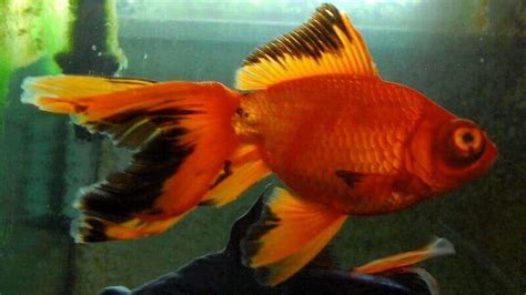 how to save dying fish after water change