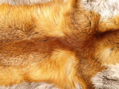 fox fur texture stock  pictures royalty  images istock