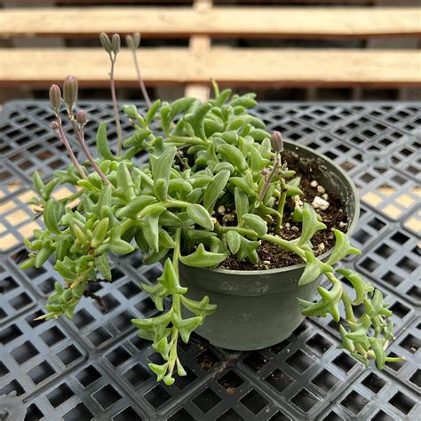 Cadena de delfines planta suculenta suculenta rara enraizada Etsy México