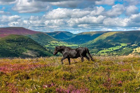 Wild Welsh Ponies on Llantony Hill in Abergavenny. — Lucy Gold