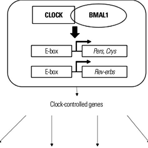 A schematic diagram of the regulatory role of the cellular circadian ...