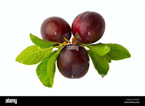Ripe Plum Isolated On A White Background Stock Photo Alamy