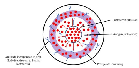 Scheme Of Radial Immunodiffusion Lactoferrin From The Center Would Download Scientific Diagram