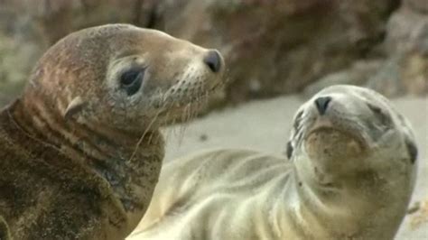 Starving Sea Lion Pups Wash Up On California S Beaches Bbc News