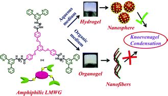 Bimodal Self Assembly Of An Amphiphilic Gelator Into A Hydrogel