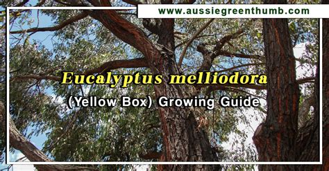 Eucalyptus Melliodora Yellow Box Growing Guide