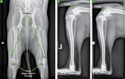 Luxating Patellas Pathology And Treatment Options Todays Veterinary