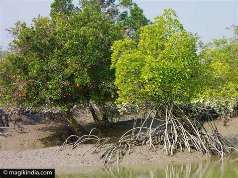 sundarbans  largest mangrove forest   world magik india