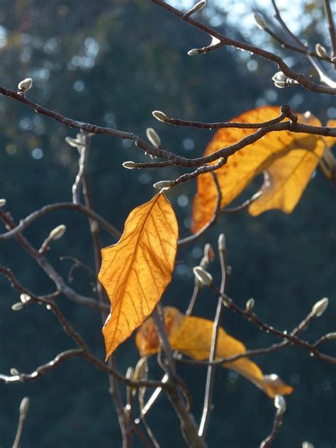 Leaves Foliage Trees Free Photo On Pixabay Pixabay