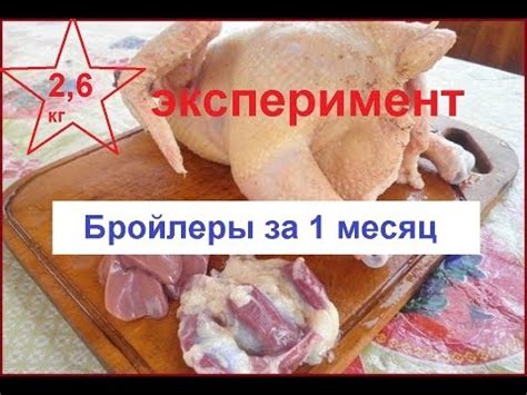 Бройлер за 1 месяц - ИДЕАЛЬНО ДЛЯ ДАЧНИКОВ!!! - YouTube