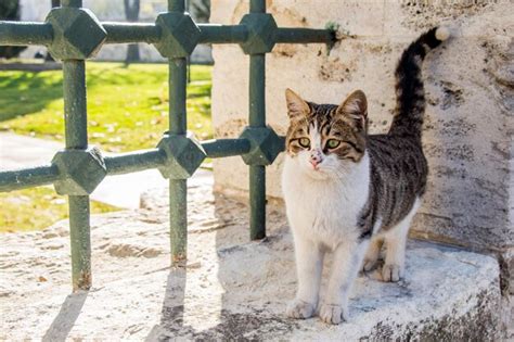 Premium Photo Another Portrait Of A Homeless Street Cat