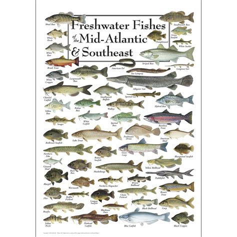 Types Of Freshwater Fish Chart