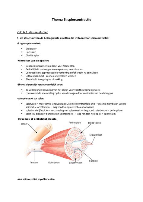 Celfysiologie Herex Thema 6 Spiercontractie Thema 6 Spiercontractie