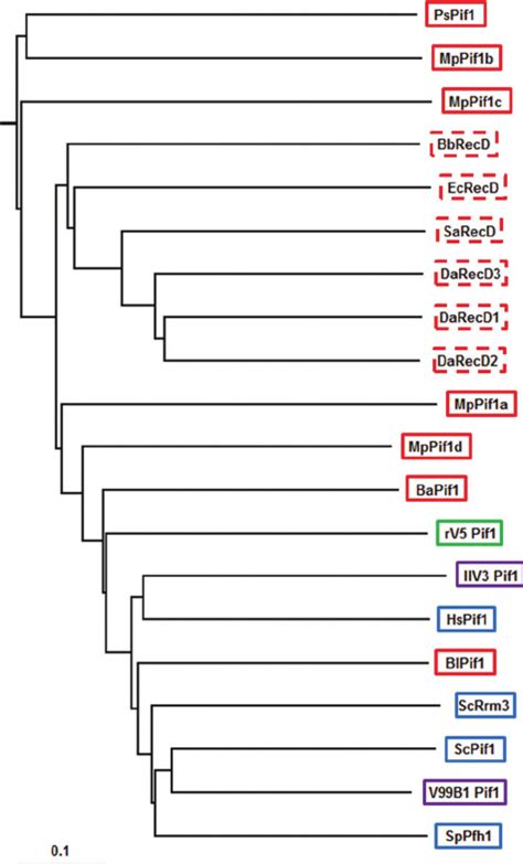 Phylogenetic Tree Revealing The Relationships Between Selected Pif1 And Download Scientific