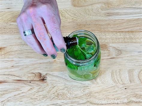 DIY Pest Control: Effective & Chemical-Free Solutions - Chas' Crazy