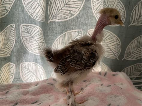 Beautiful Pekin Wyandotte And Naked Neck Frizzle Bantam Chicks Chickens Ukpets