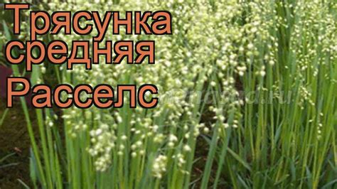 Трясунка средняя Расселс 🌿 средняя трясунка Расселс обзор: как сажать ...