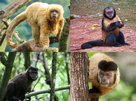 Como Adotar Um Macaco - Porque adotar um macaco como animal de estimação é uma péssima ideia - MDig