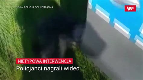 Nietypowa interwencja Nagranie policjantów