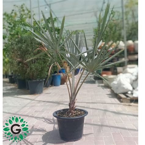 Bismarckia Palm - Green Experts Landscape LLC