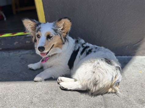 Corgi Blue Merle