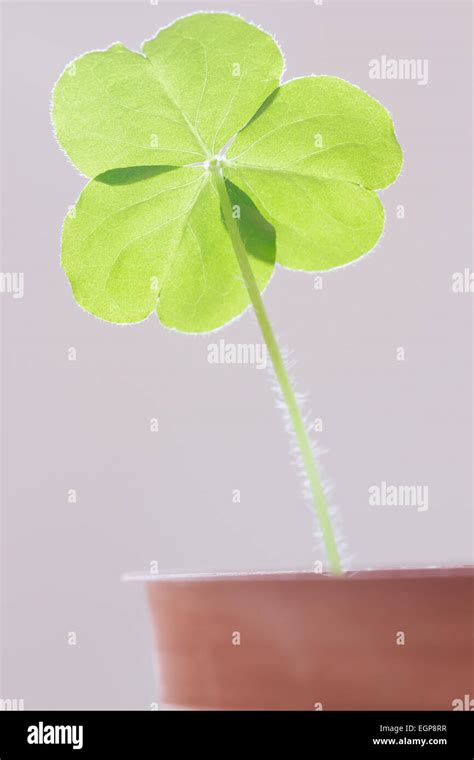 Shamrock Hi Res Stock Photography And Images Alamy